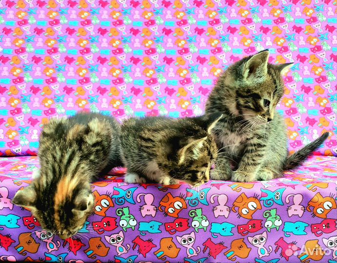 Котята в добрые руки