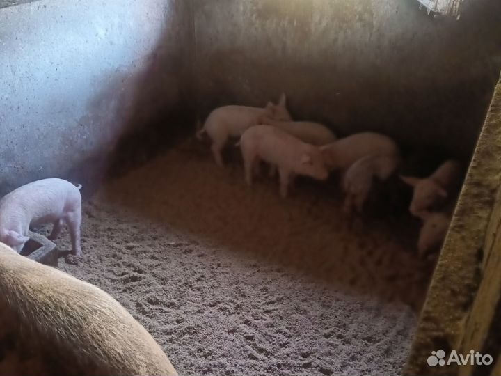 Поросята месячные