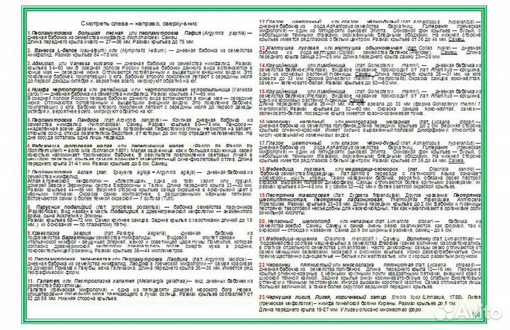 Коллекция бабочек. Лот 4