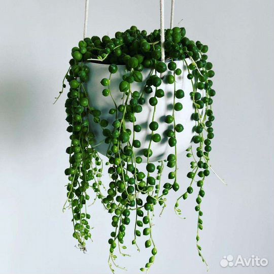 Крестовик роули