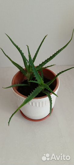 Алоэ лечебный