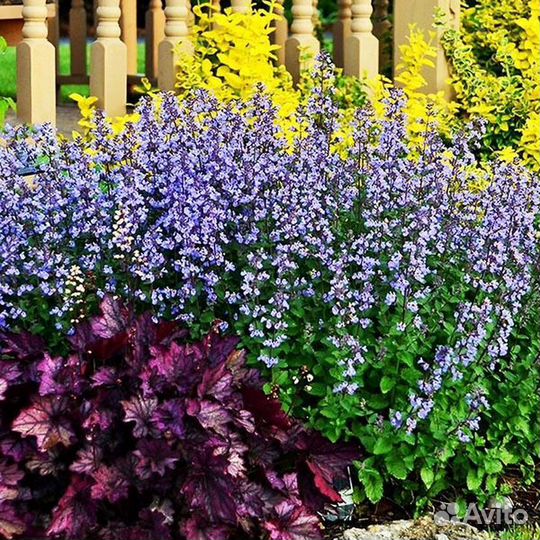 Котовник фассена Блю Вондер