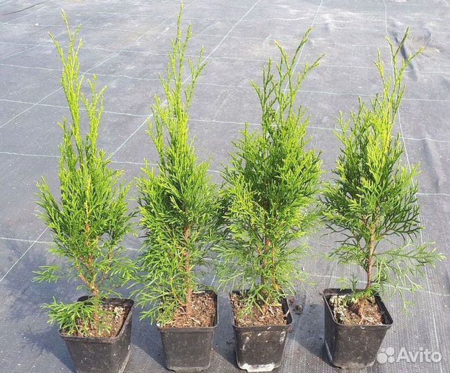 Туя Смарагд горшок Р9