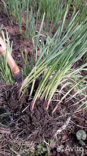 Чеснок озимый рассада