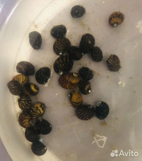 Крабы, креветки, раки, улитки, лягушки