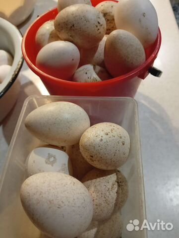 Инкубационное яйцо индейки белая широкогрудая