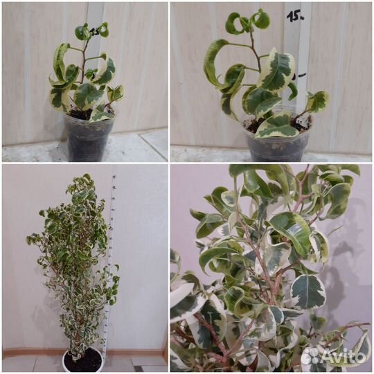 Фикус в ассортименте