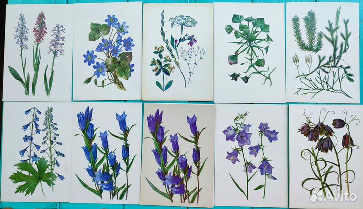 Открытки ботанические цветы, растения