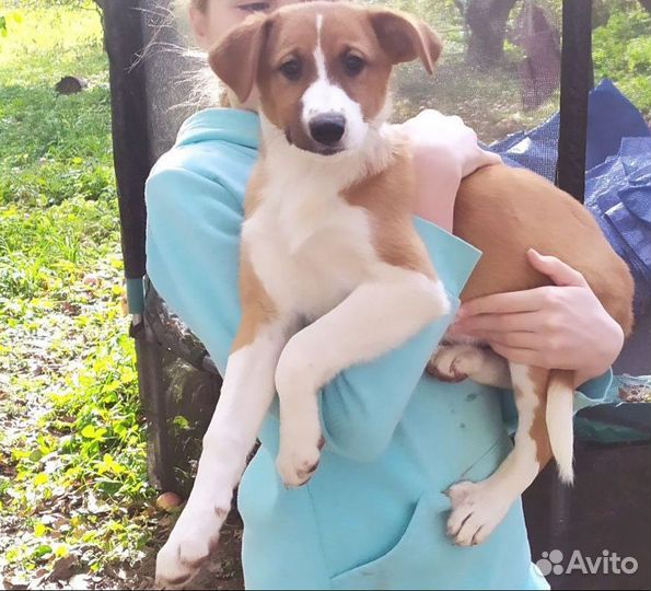 Красивые щенята