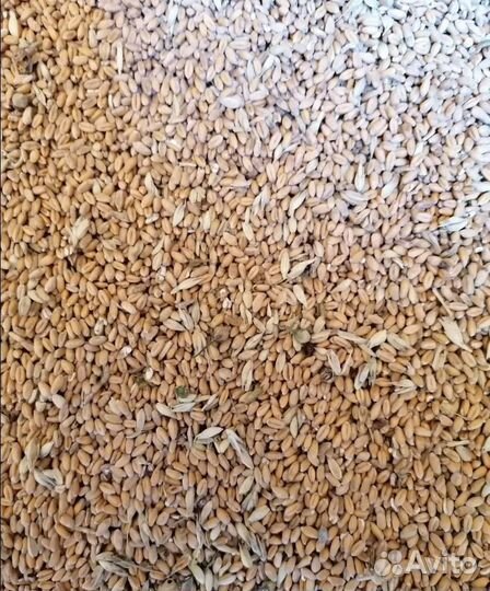 Фасоль, Ячмень яровой на корм/посев