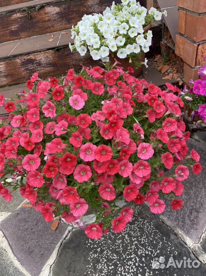 Петуния и другие цветы