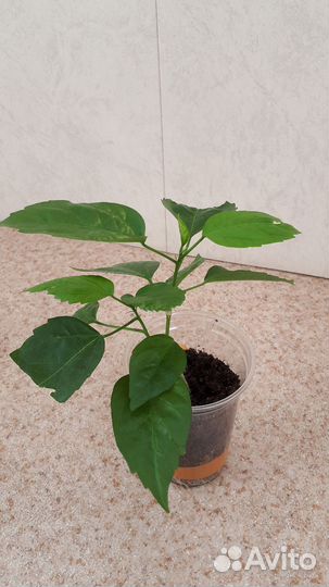 Гибискус комнатный (китайская роза)