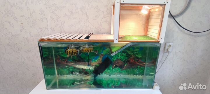 Красноухие черепахи с аквариумом