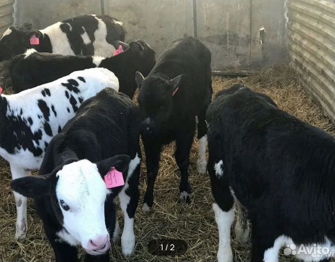 Бычки на откорм