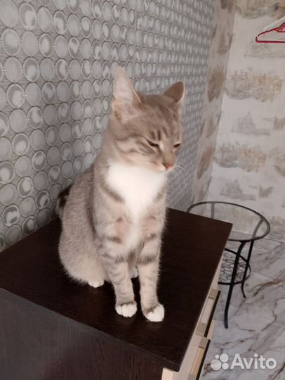 Передержка кошек