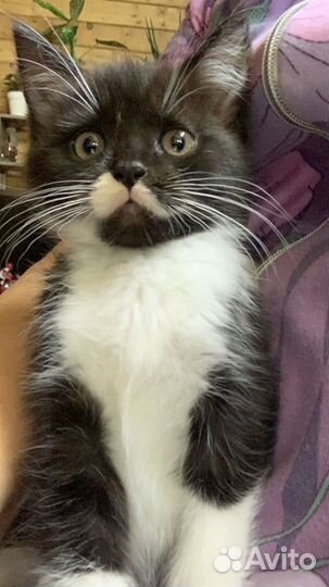 Отдам котика в добрые руки