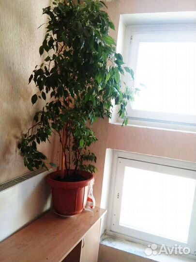 Фикус бенджамина большой