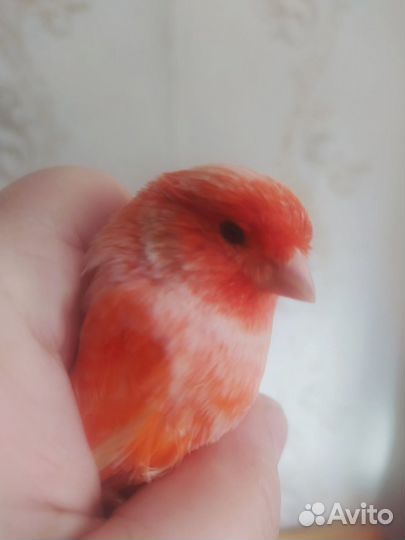 Продам кенаров