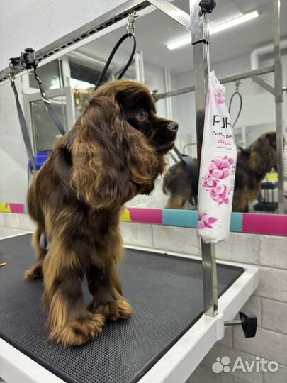 Американский кокер спаниель девочка