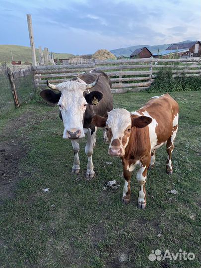 Коровы дойные молочные