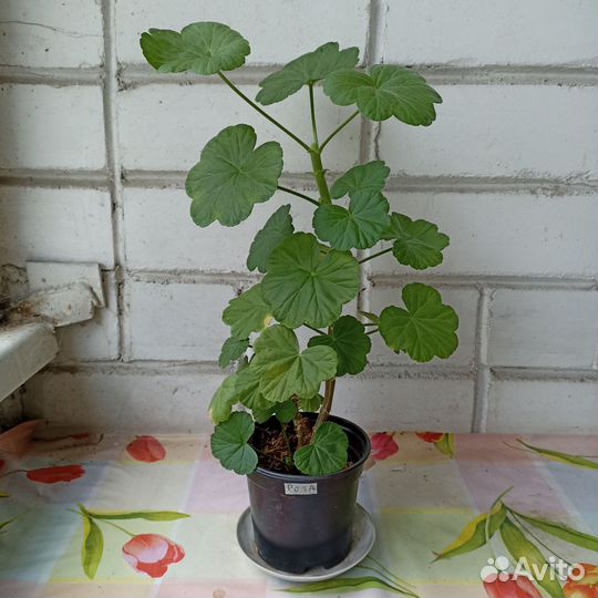 Пеларгония герань розебудная красная