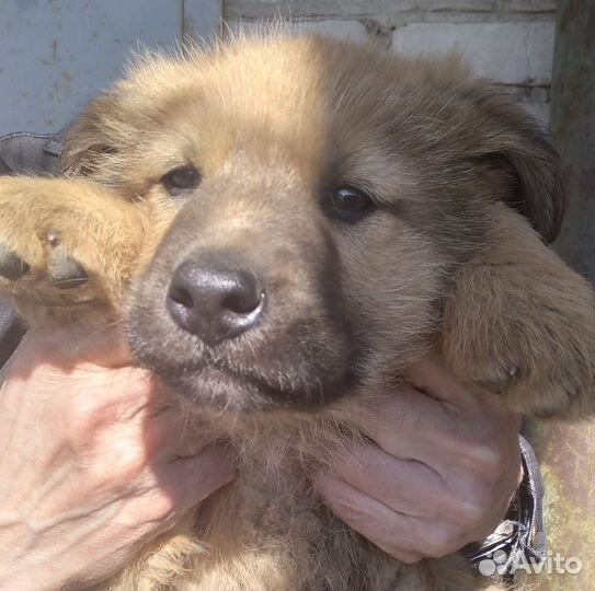 Щенки в добрые руки