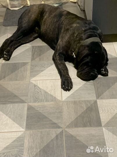 Кане корсо вязка