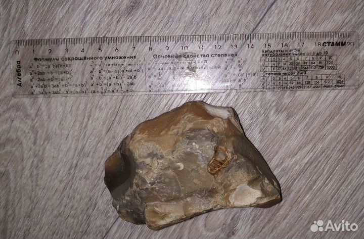 Камень древний с окаменелостью