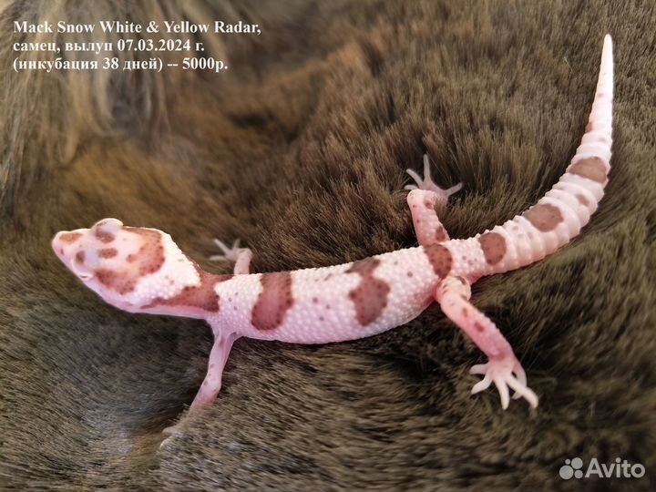 Эублефары сезон 2024