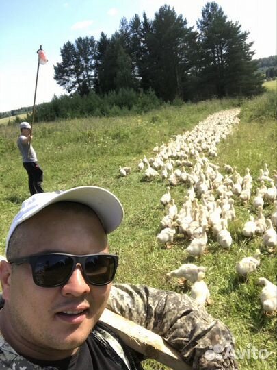 Гуси копченые и вяленые Оптом от производителя