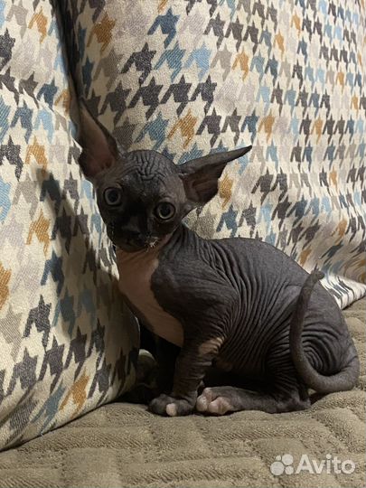 Котики сфинксы