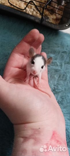 Крыса хаски