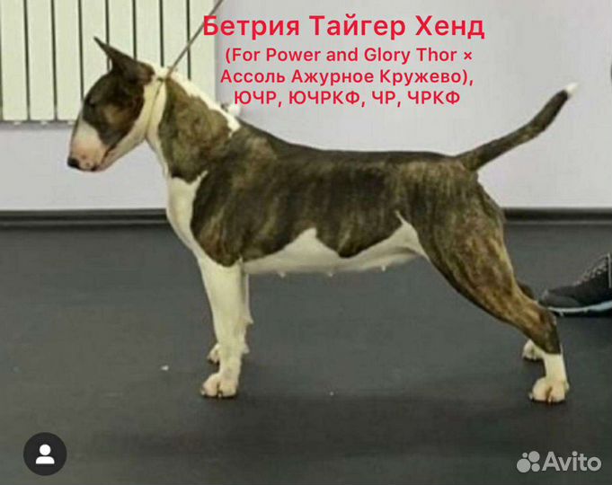 Стандартный бультерьер