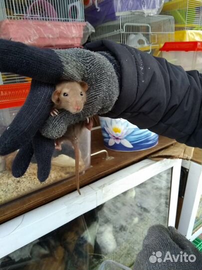 Продаются крыски различных пород и окрасов