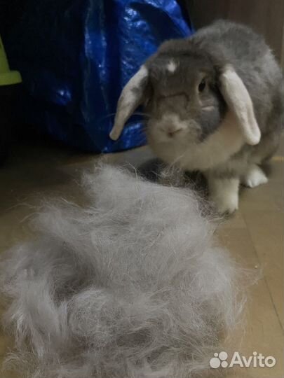 Передержка кролика