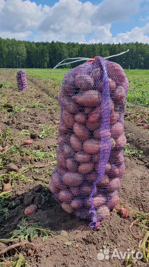 Картофель 2023г от производителя