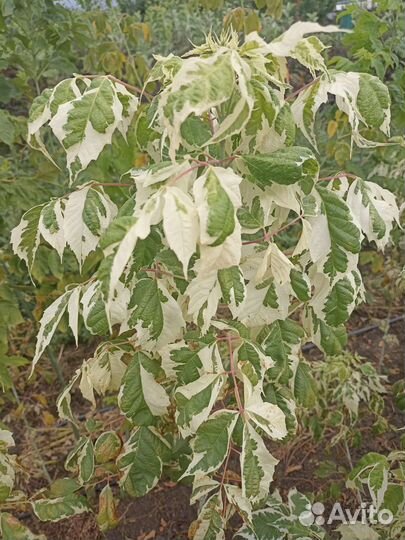 Клён фламинго