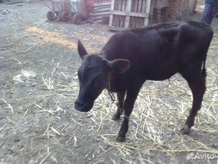 Телята бычки
