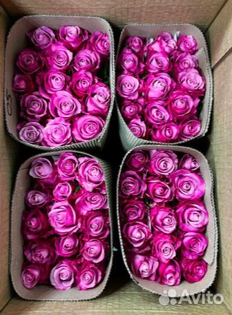 Цветы розы оптом
