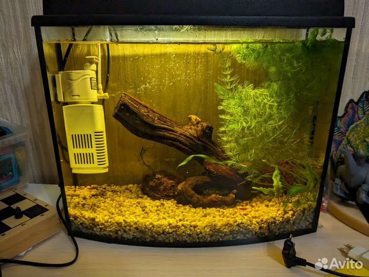 Аквариум с креветками