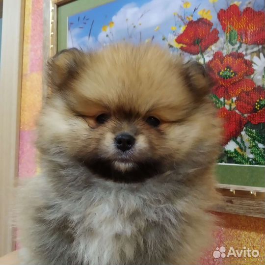 Щенки шпица