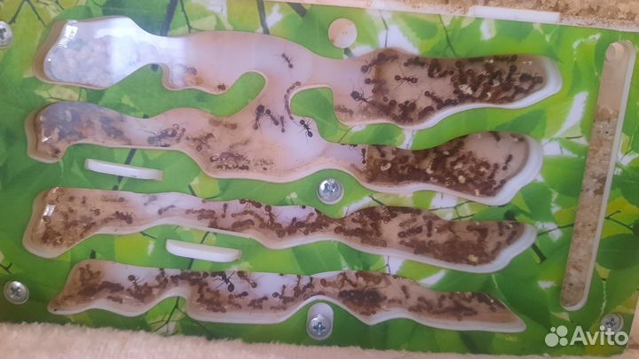 Формикарий для муравьев