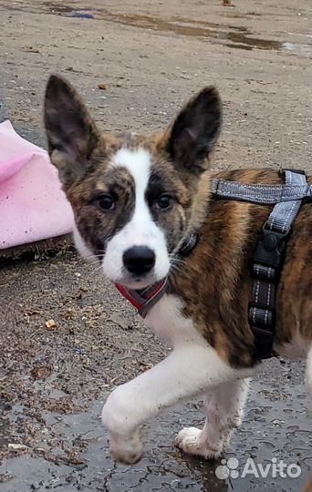 Маленькому щенку не место в приюте