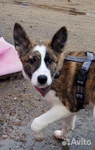 Маленькому щенку не место в приюте