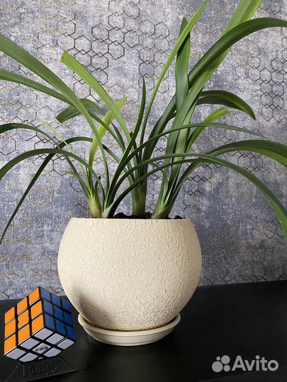 Кливия. Пеперомия. Драцена