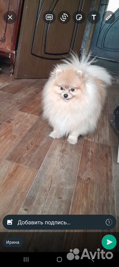 Продам взрослых шпицов