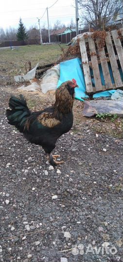 Молодые петухи