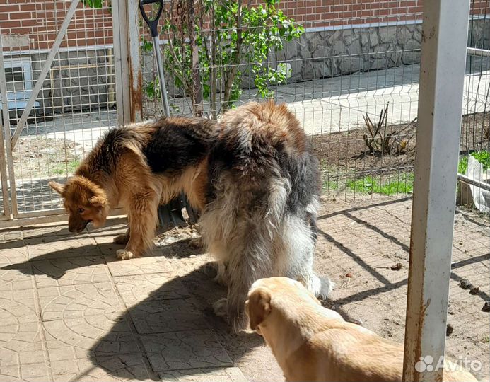 Немецкая овчарка