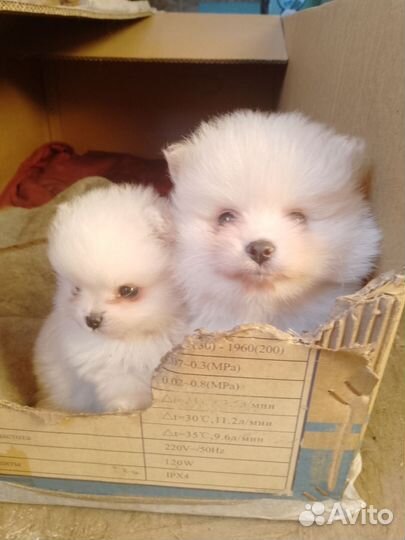 Щенки шпица мини