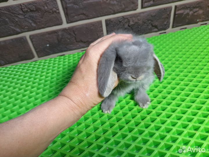 Декоративные карликовые кролики